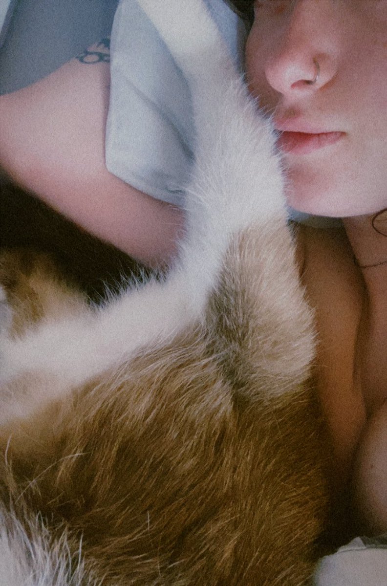 Лисиця tweet media