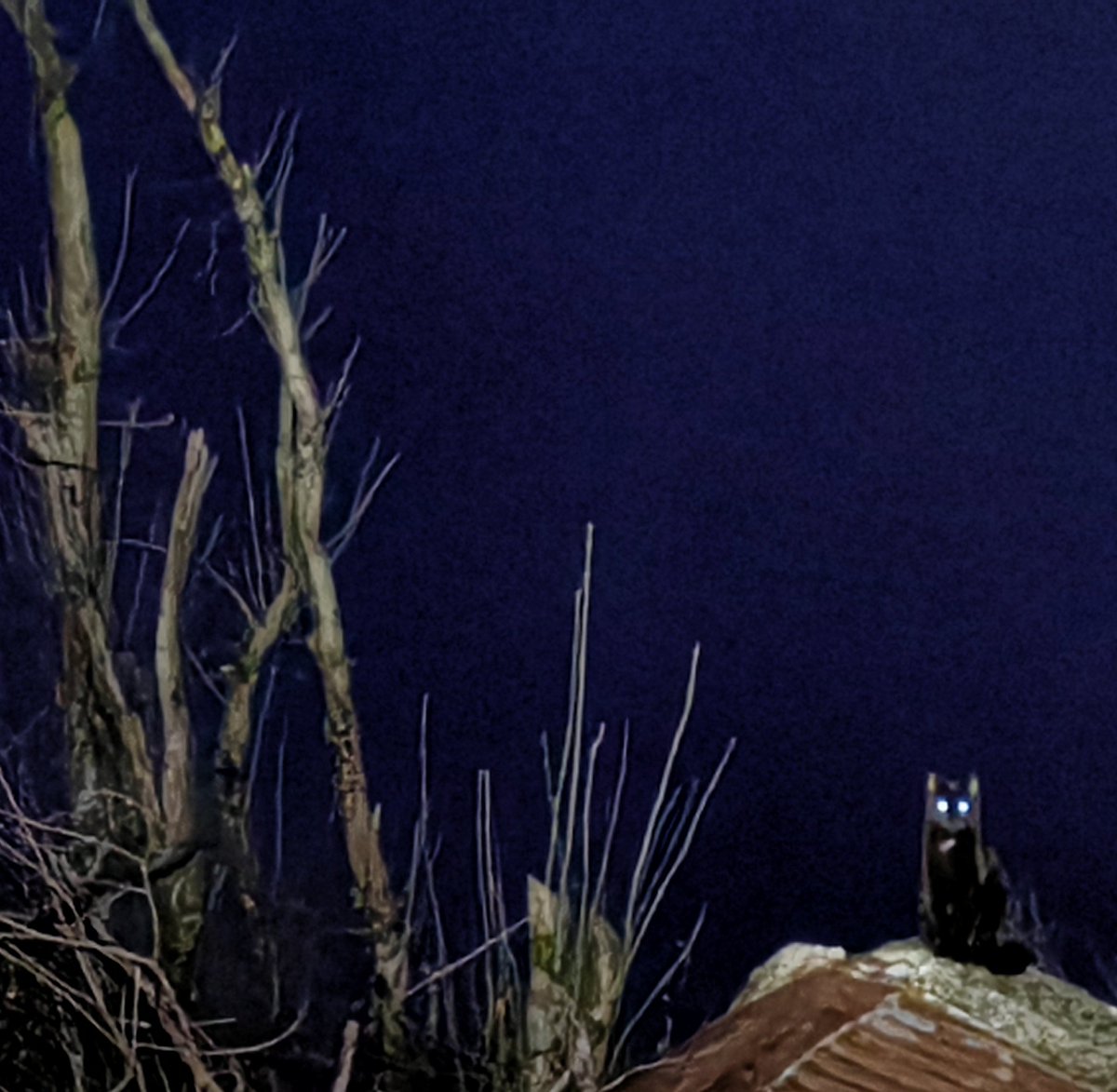 TribeOfMa's tweet image. Good Morning, #cats and significant others 🤞 🌄 🐾 🍗 ☕ 🌄 ❤️ 🙀 😺 #straycats #TNR #adoptdontshop 🐾 tribeofma.carrd.co ✨