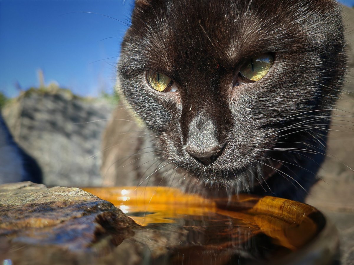 TribeOfMa's tweet image. Good Morning, #cats and significant others 🤞 🌄 🐾 🍗 ☕ 🌄 ❤️ 🙀 😺 #straycats #TNR #adoptdontshop 🐾 tribeofma.carrd.co ✨