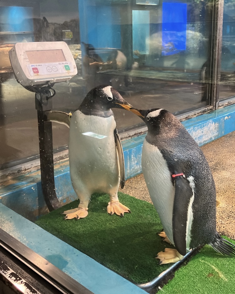 長崎ペンギン水族館【公式】 tweet media