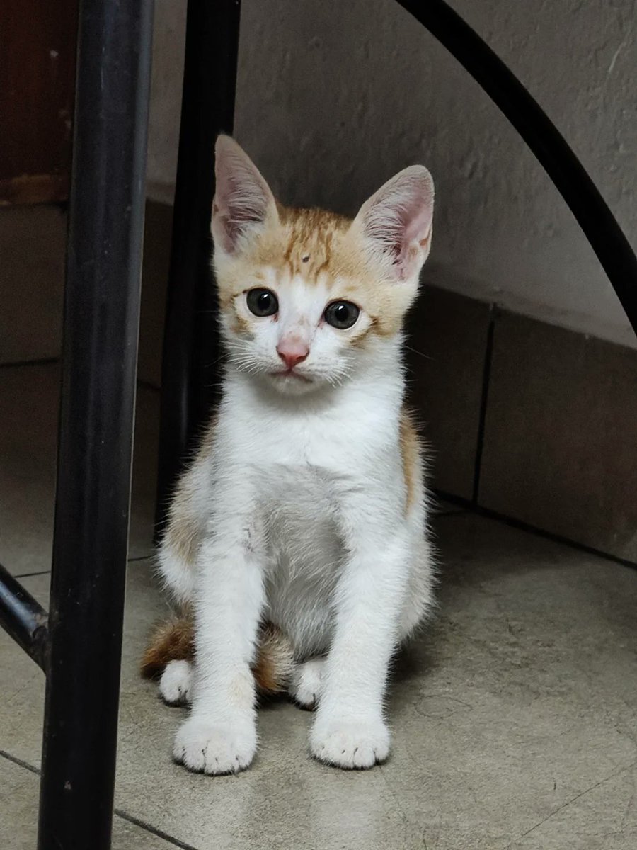 Abhishek Joshi 👨💻🐶 tweet media