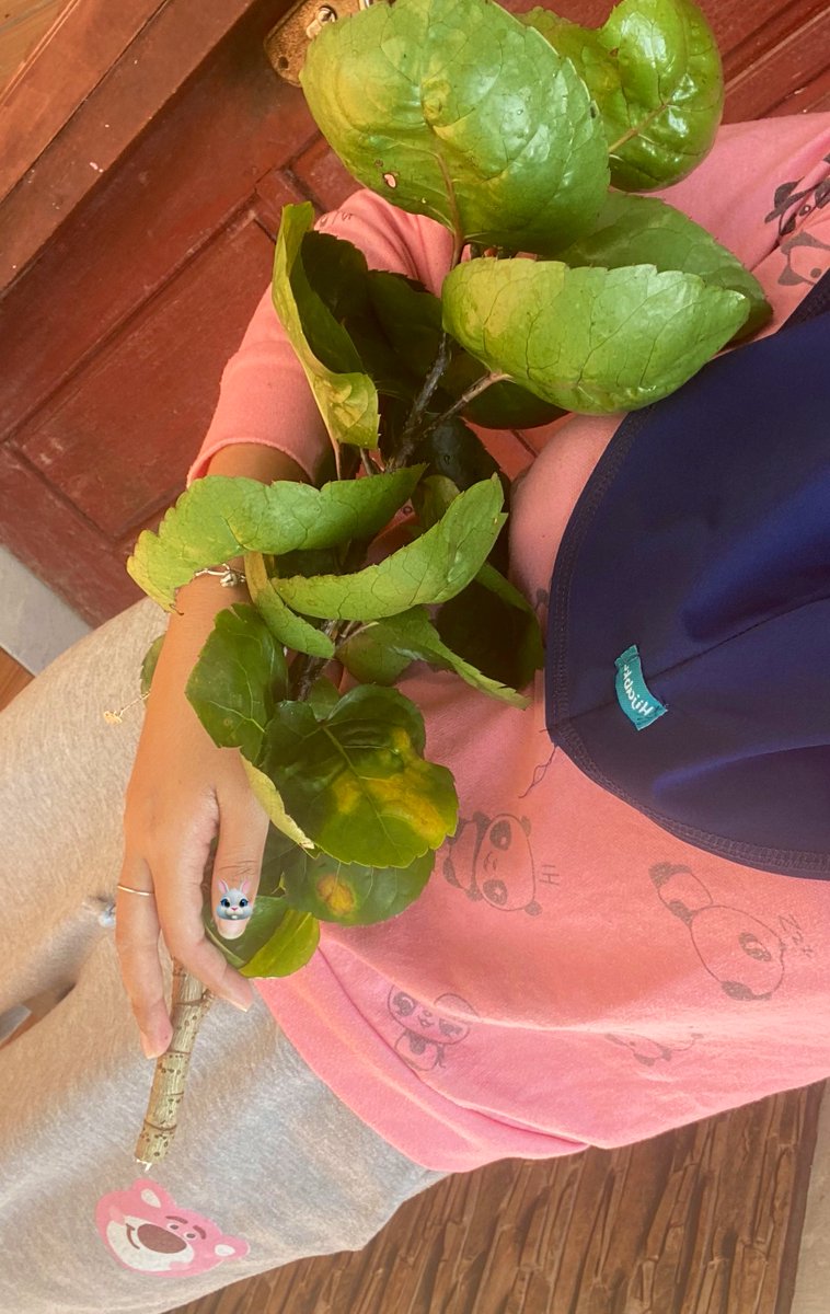 ara ʚɞ tweet media