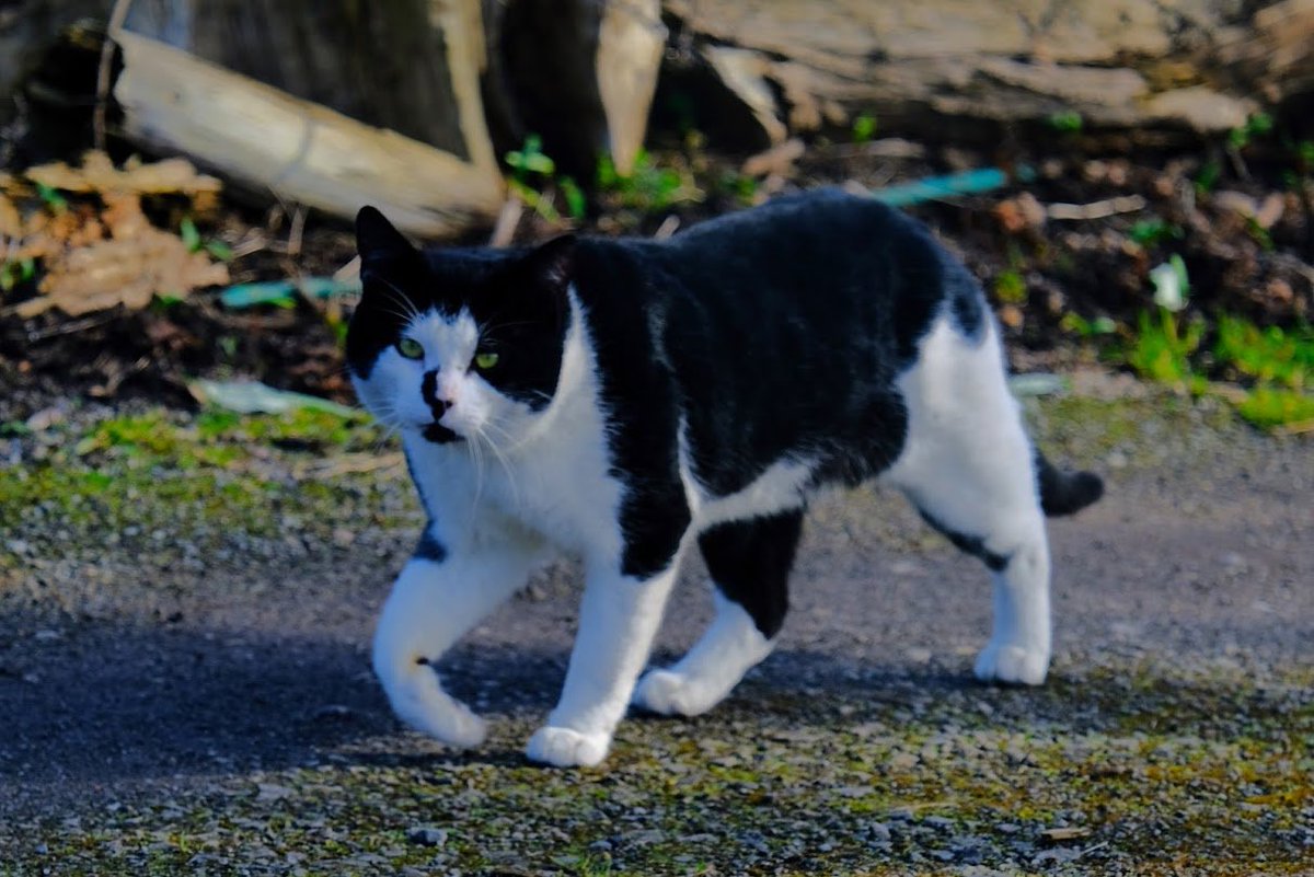 Robert Allotment cat,now helped by Janet & Amanda tweet media
