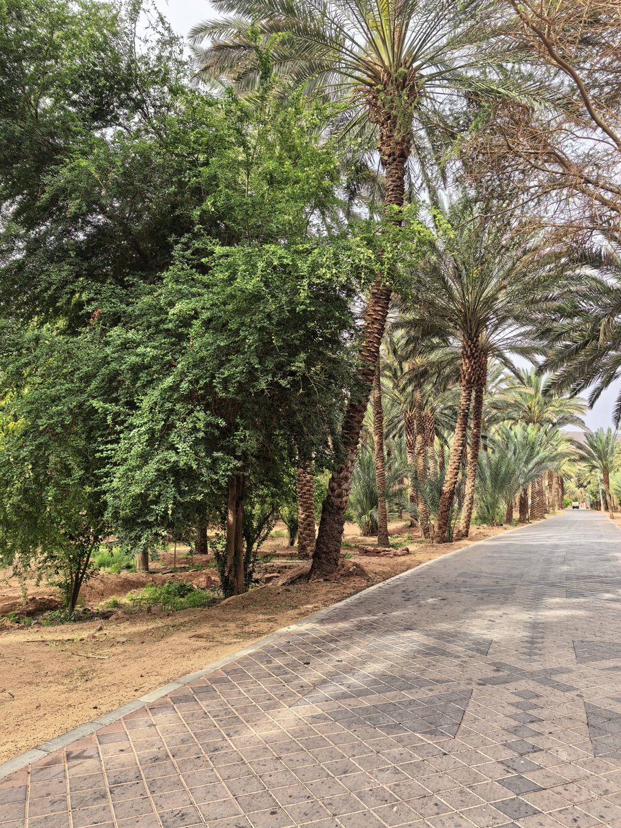 نايف ⚖️🇸🇦 tweet media