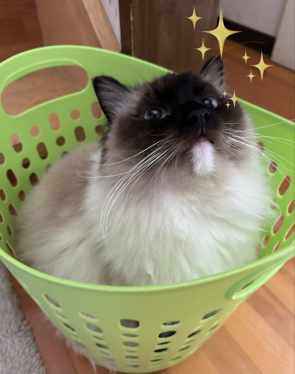 よっちゃこ tweet media