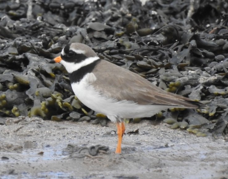 Ian Ebbage tweet media