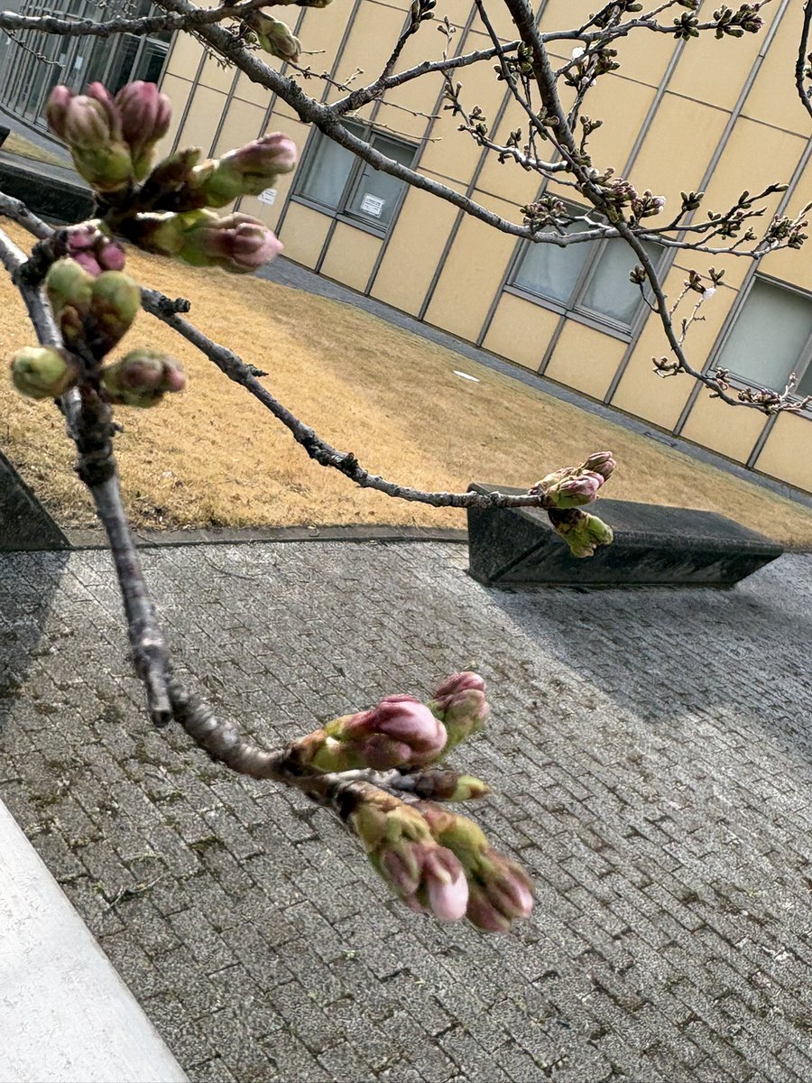 いよいよですね🌸
Bayramイードの日のような😊