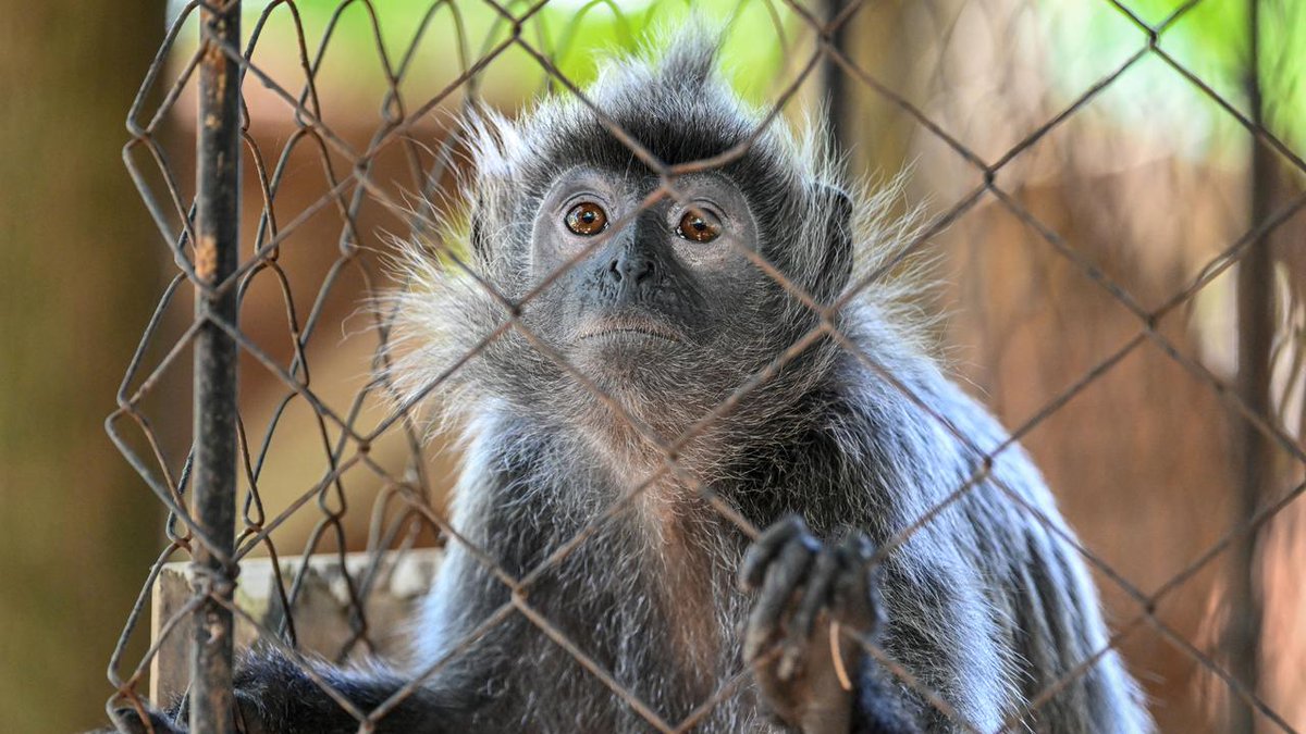 Info vétérinaire tweet media