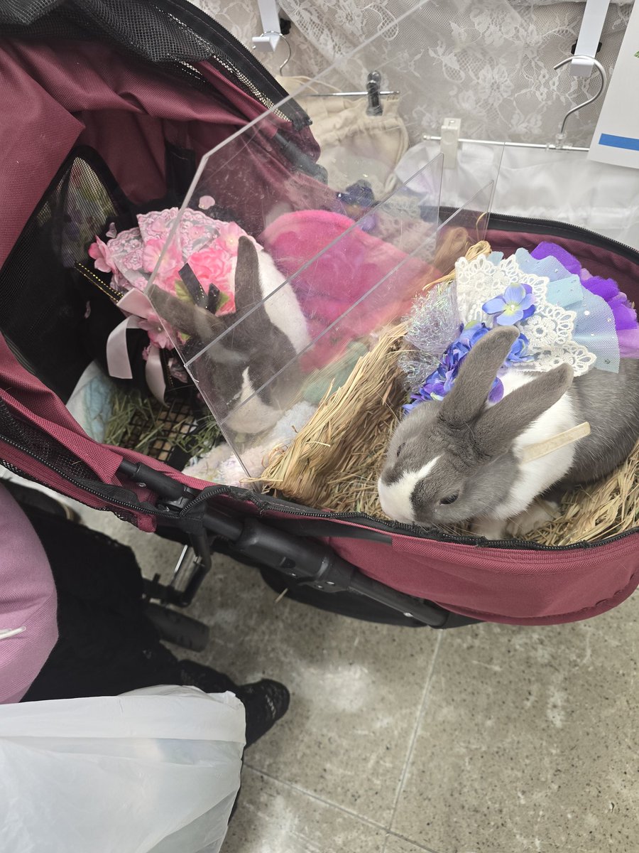 🐇うさぎLOVE💕🐇 tweet media