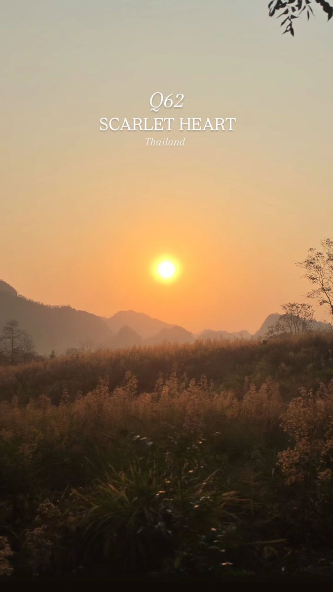 SHTH Archives tweet media