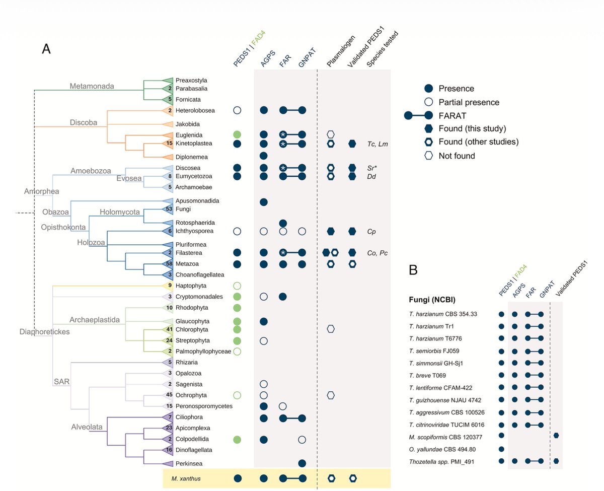 Iñaki Ruiz-Trillo tweet media