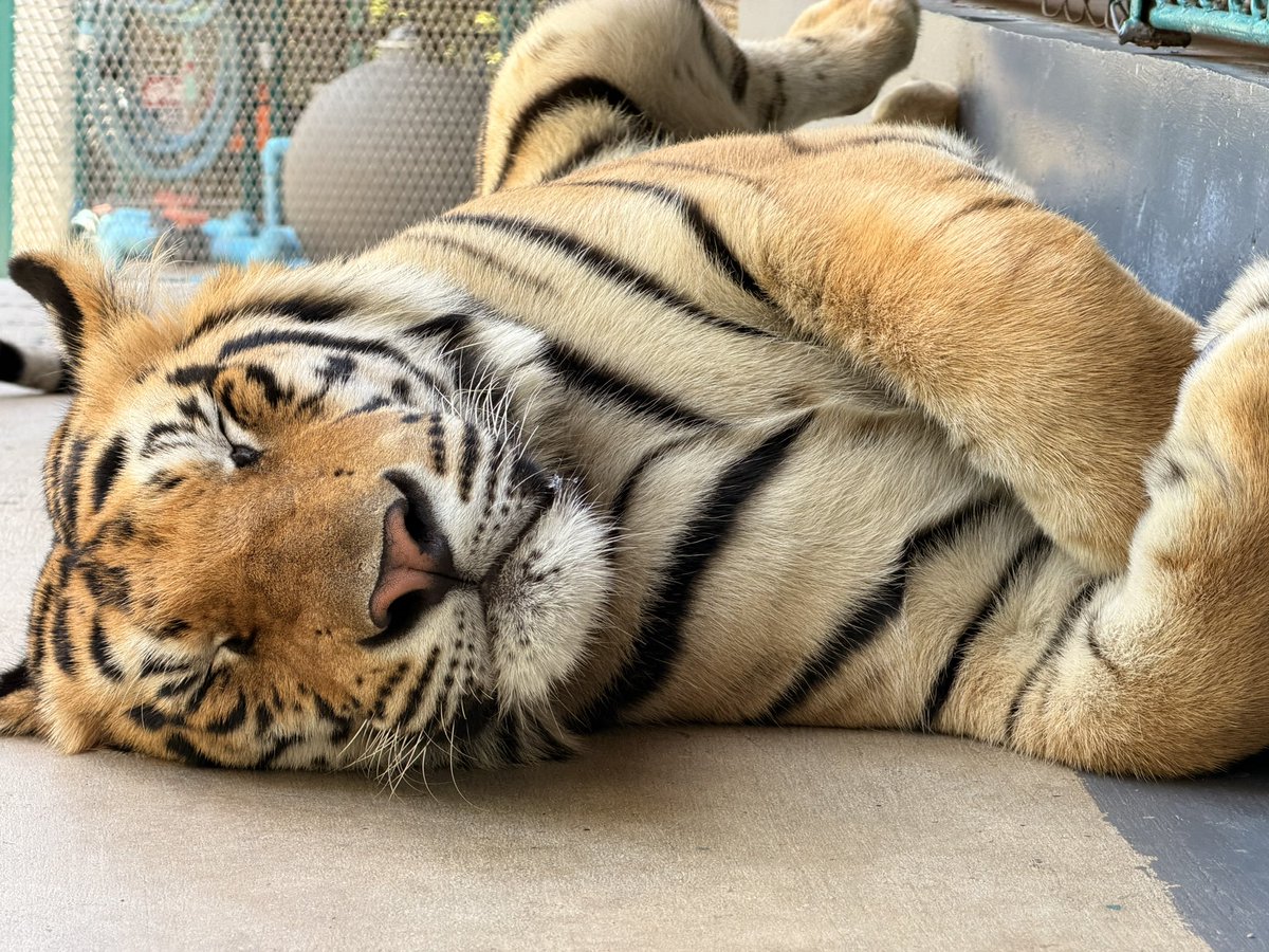 うぇあ/ware tweet media