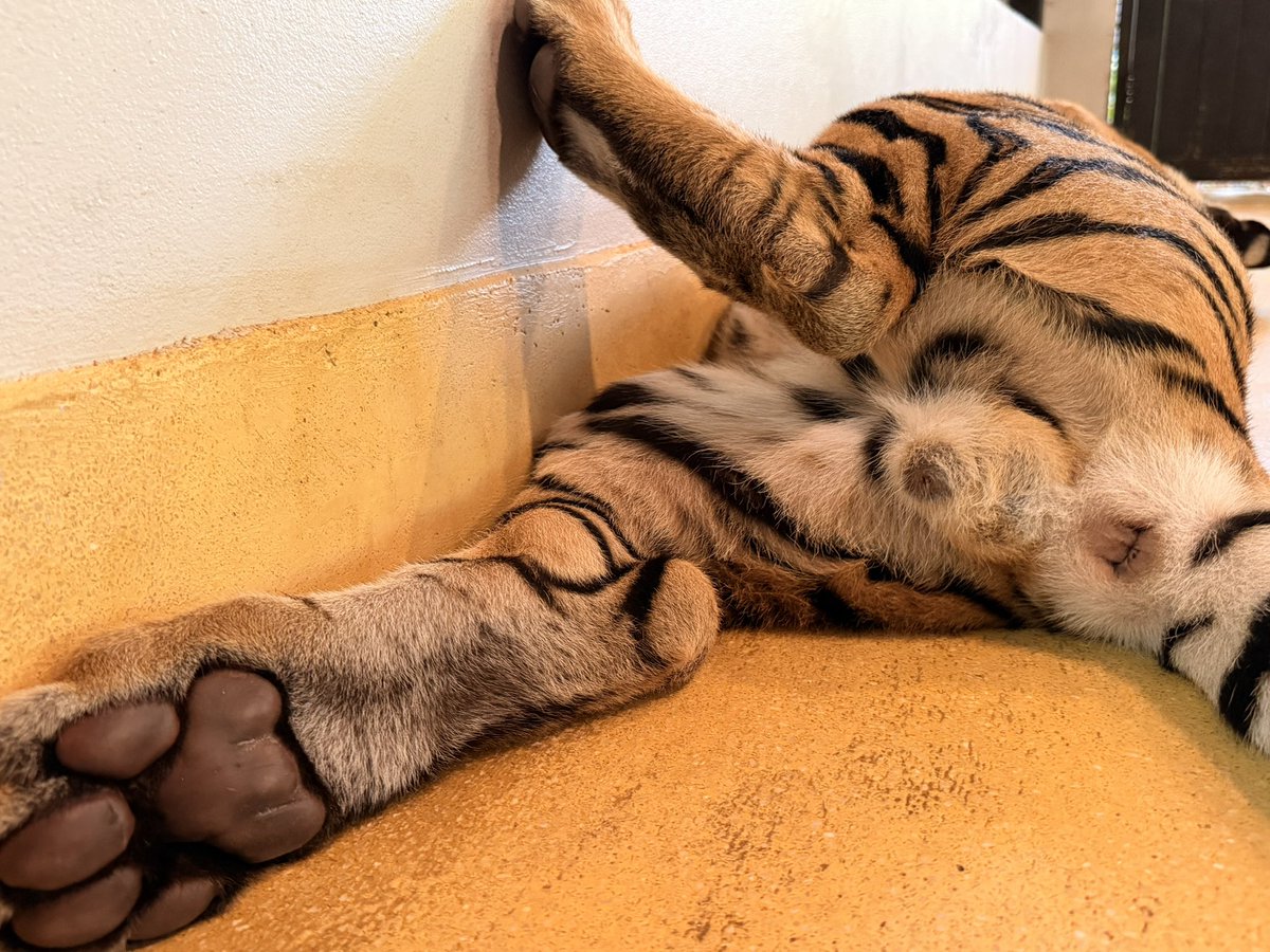 うぇあ/ware tweet media