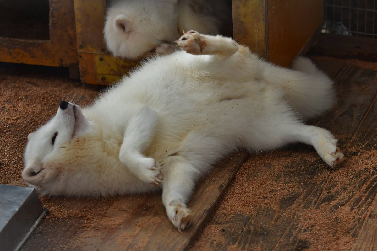 🏝もかちーの🦊 tweet media