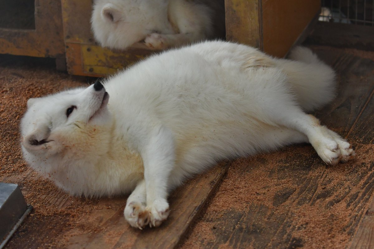 🏝もかちーの🦊 tweet media