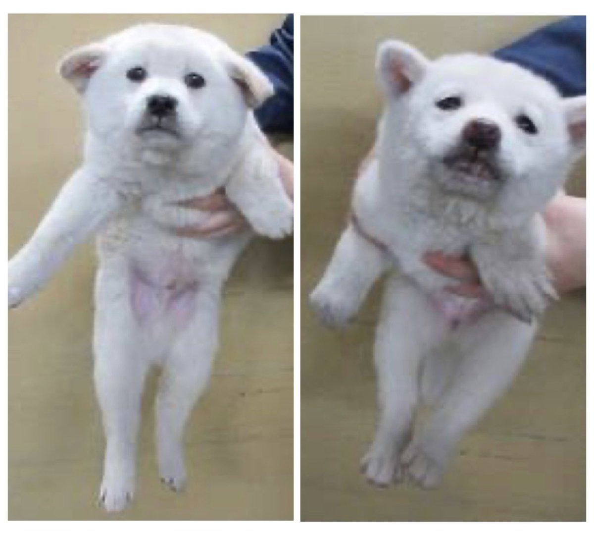 No more culling! tweet media