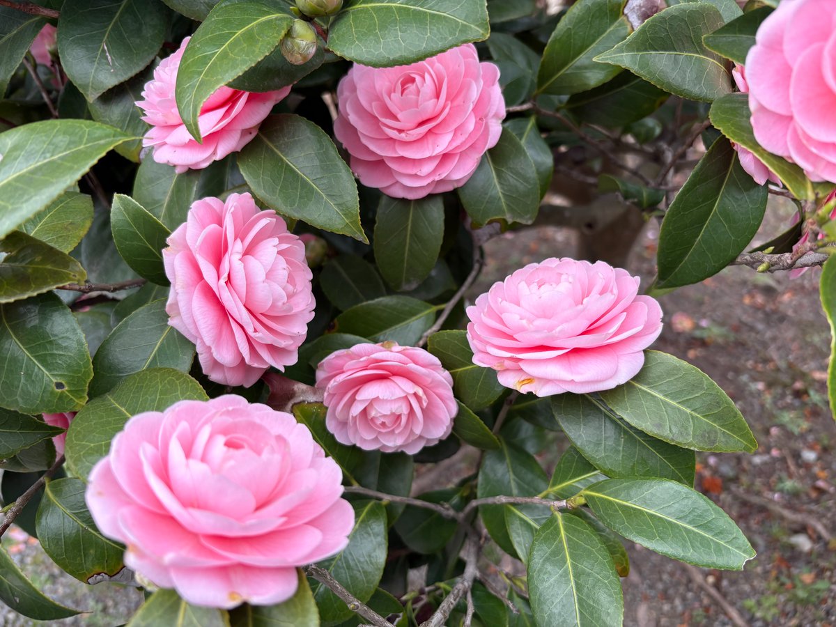 浜離宮恩賜庭園 tweet media