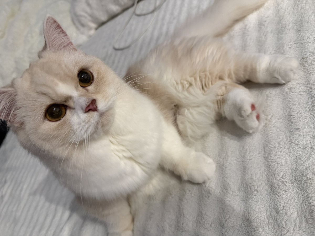 _love413_'s tweet photo. ずっとももかの隣居てねだいすき😻
ほんと世界一かわいいしあわせ
ももかが辛そうにしてたら顔に乗って寝てくるほんと愛くるしい https://t.co/3Wvkg2wrUk