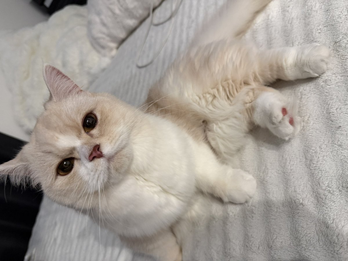 _love413_'s tweet photo. ずっとももかの隣居てねだいすき😻
ほんと世界一かわいいしあわせ
ももかが辛そうにしてたら顔に乗って寝てくるほんと愛くるしい https://t.co/3Wvkg2wrUk