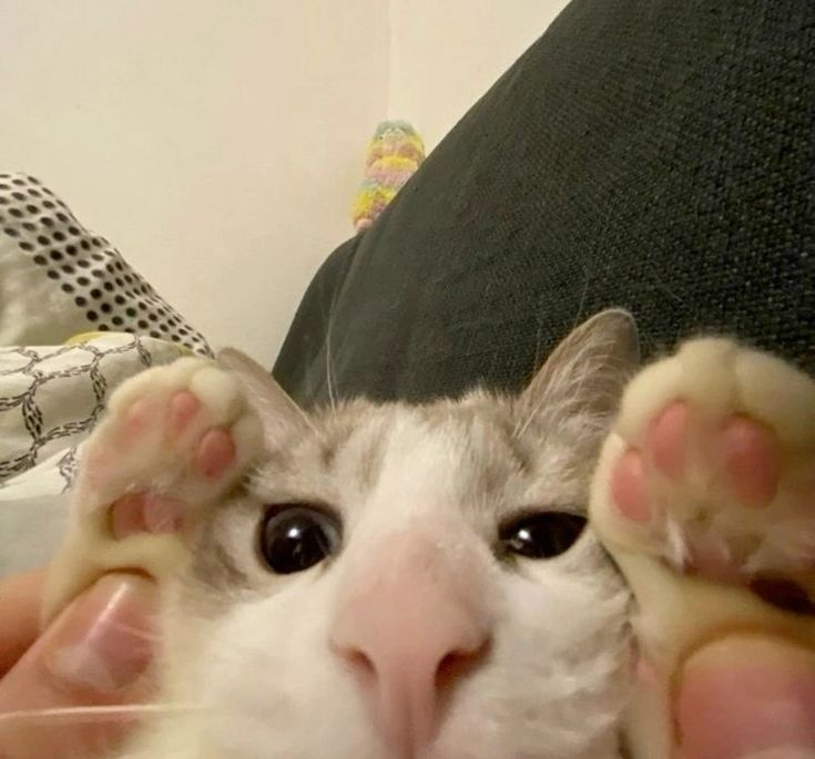 avgreplyguy tweet media