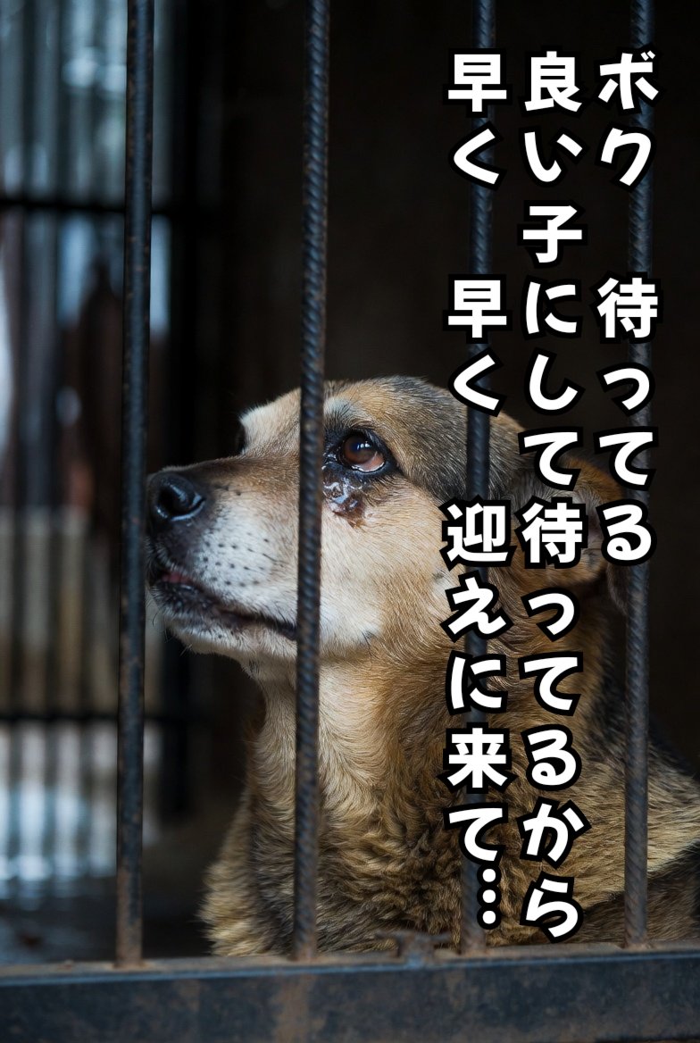 おんニャンコ tweet media