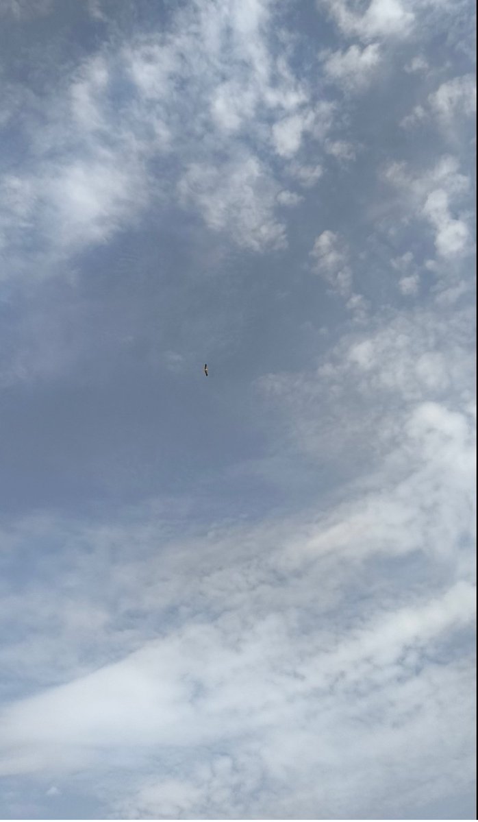 ספקולציות בע"מ tweet media