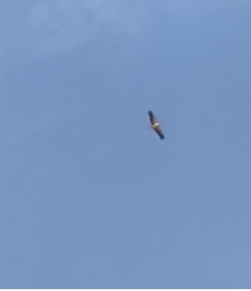 ספקולציות בע"מ tweet media