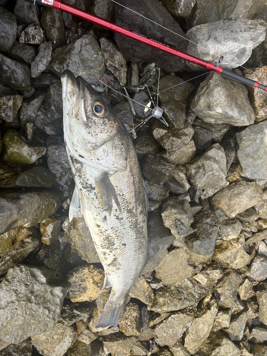 pedpedfishing's tweet photo. ゴロタ乱れ打ち🌸 https://t.co/Vd9g3AIDOr