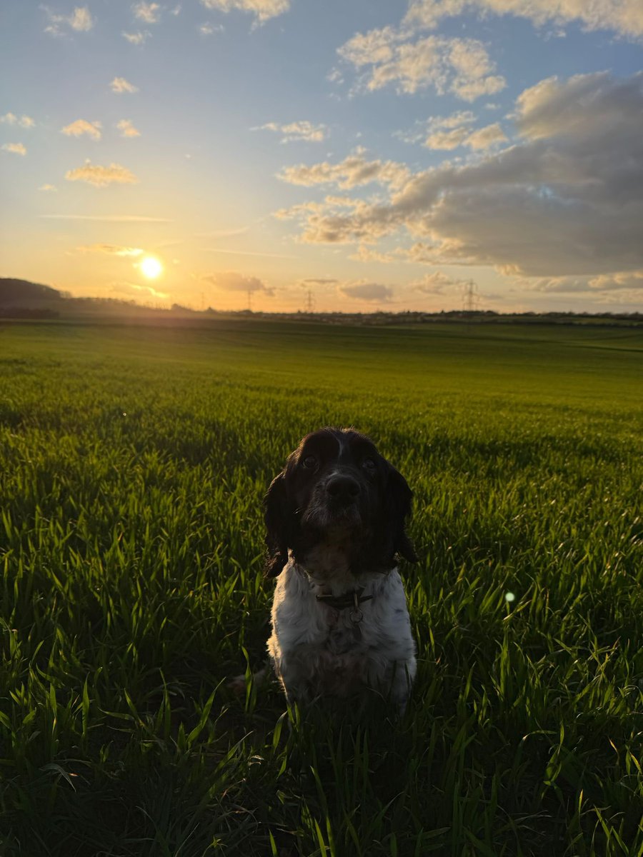 London Retired Police Dogs Trust tweet media