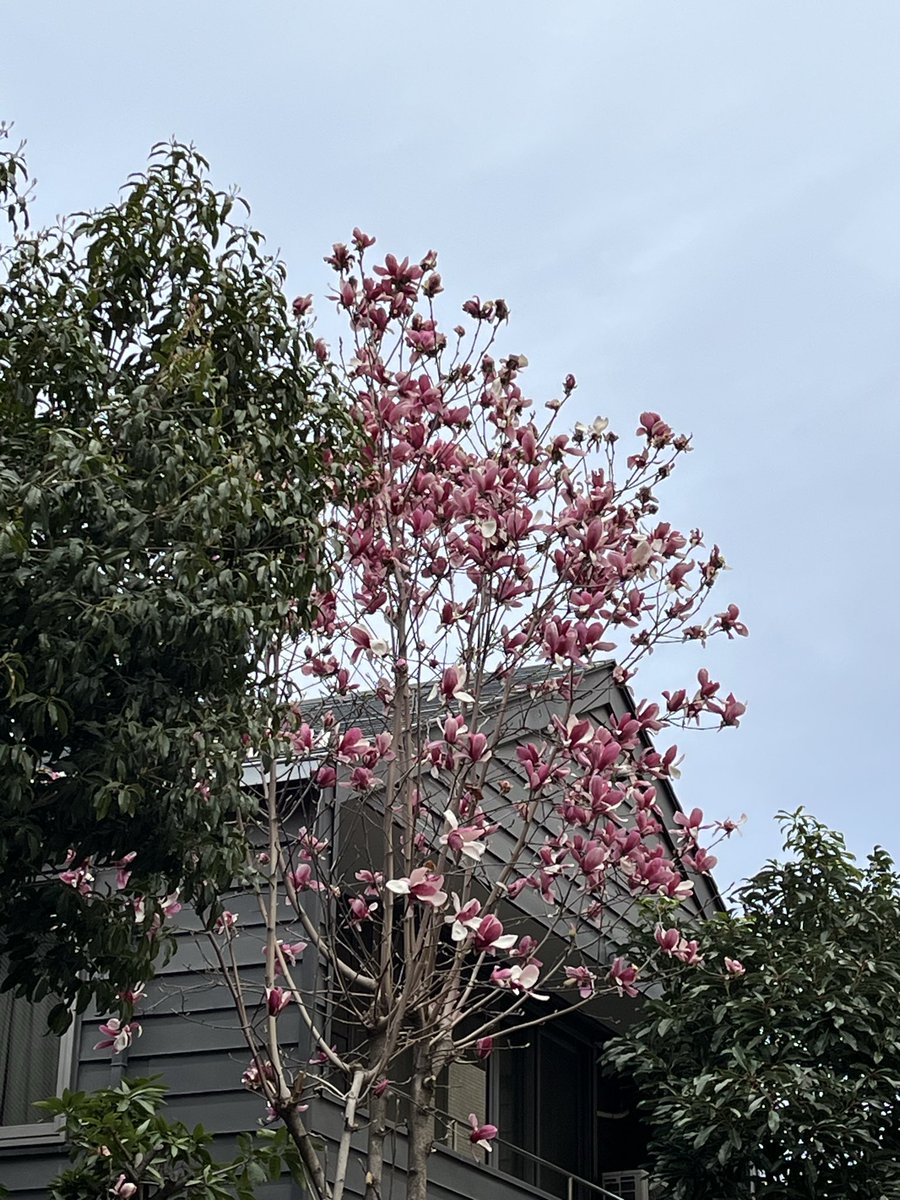 智江さんの作品、やっぱり絶対所有したい