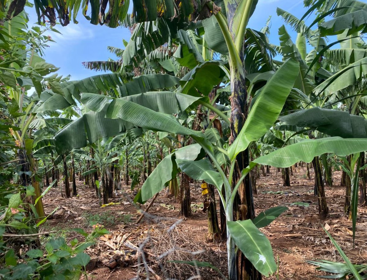Kabamwesacco's tweet photo. Farmers now that it's raining, visit Kicwamba Abamwe SACCO Ltd and get yourself agriculture loan at low and affordable interest rate to help you buy manure and mulches.
#savewithus
#Biikiranyentsya https://t.co/ULItf9eIQP