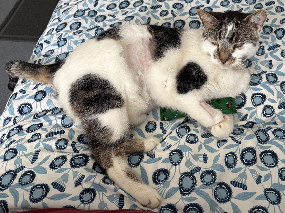 Princess Morgan and Lady Evie tweet media