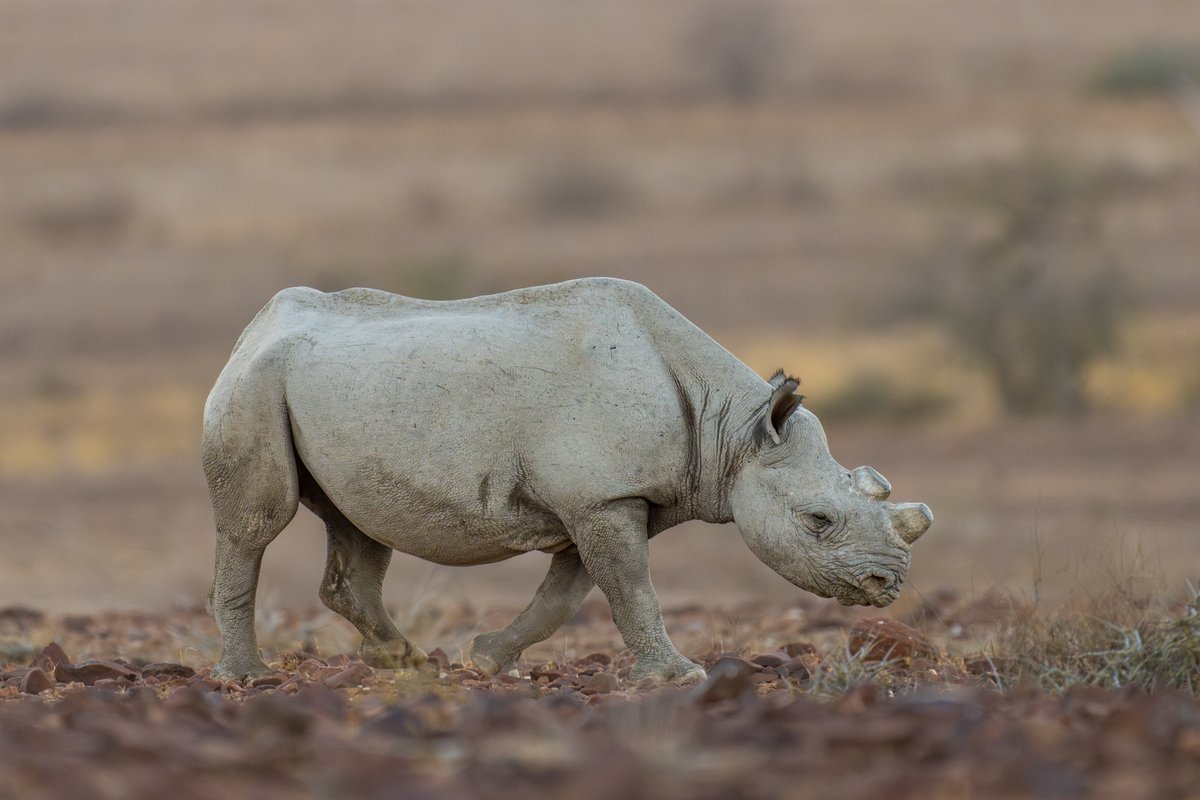 Save the Rhino Trust tweet media