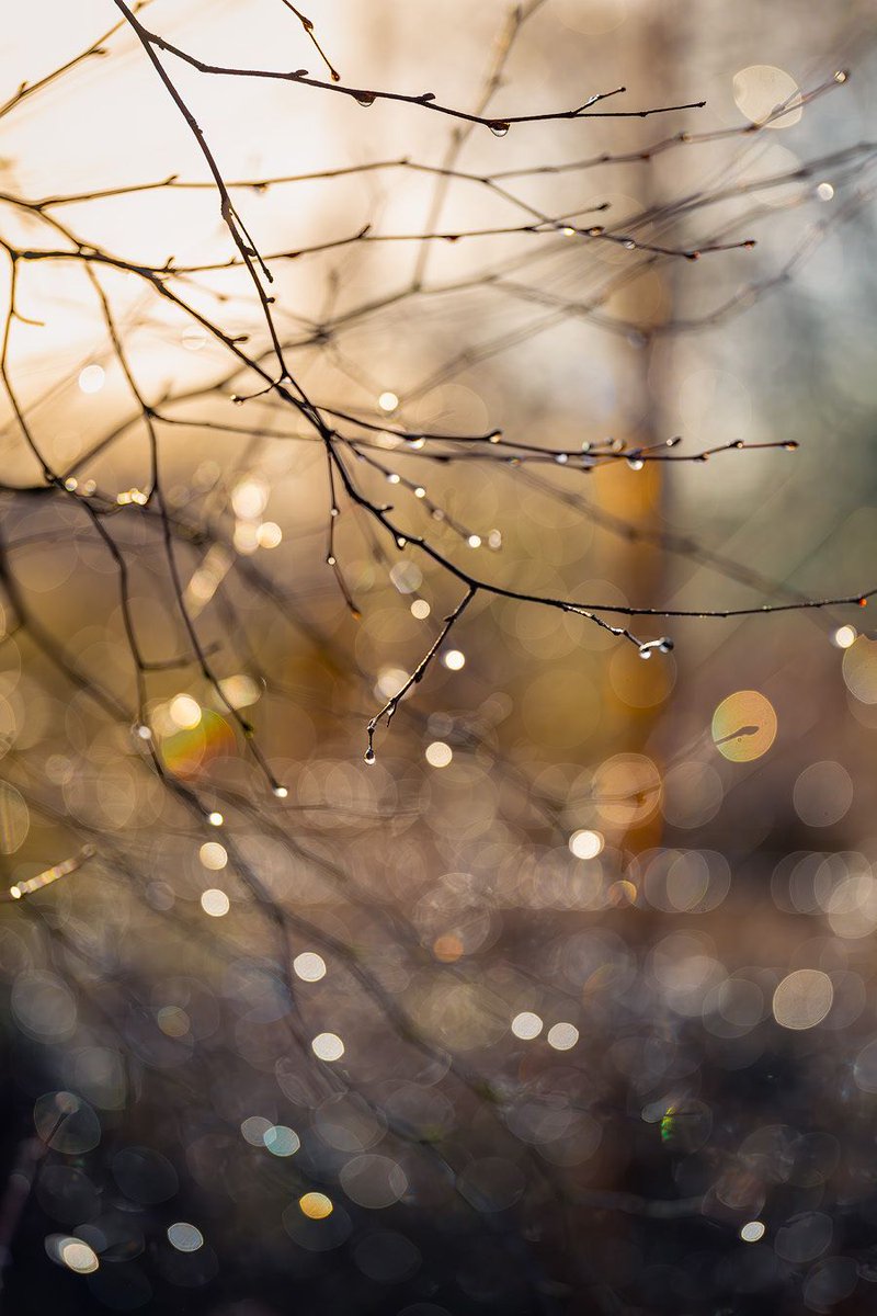 Steve Palmer tweet media