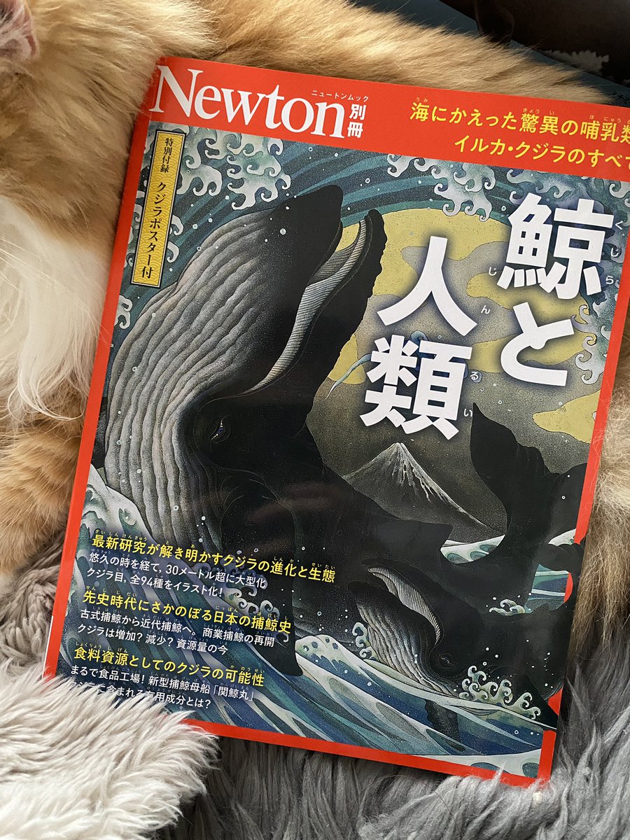 薬袋摩耶 tweet media