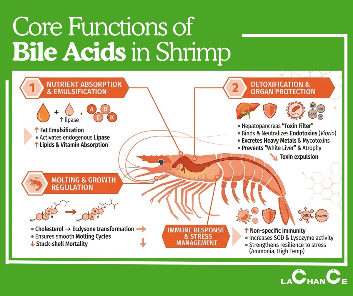 LACHANCE2004's tweet image. The Biological Secret to a Healthy #Hepatopancreas: The Role of Supplemental #BileAcids in Shrimp🦐

✅ Precision #Digestion
✅ Advanced #Detoxification
✅ #Growth Mastery
✅ #Immune Resilience
#shrimp_farming #surviva_rate