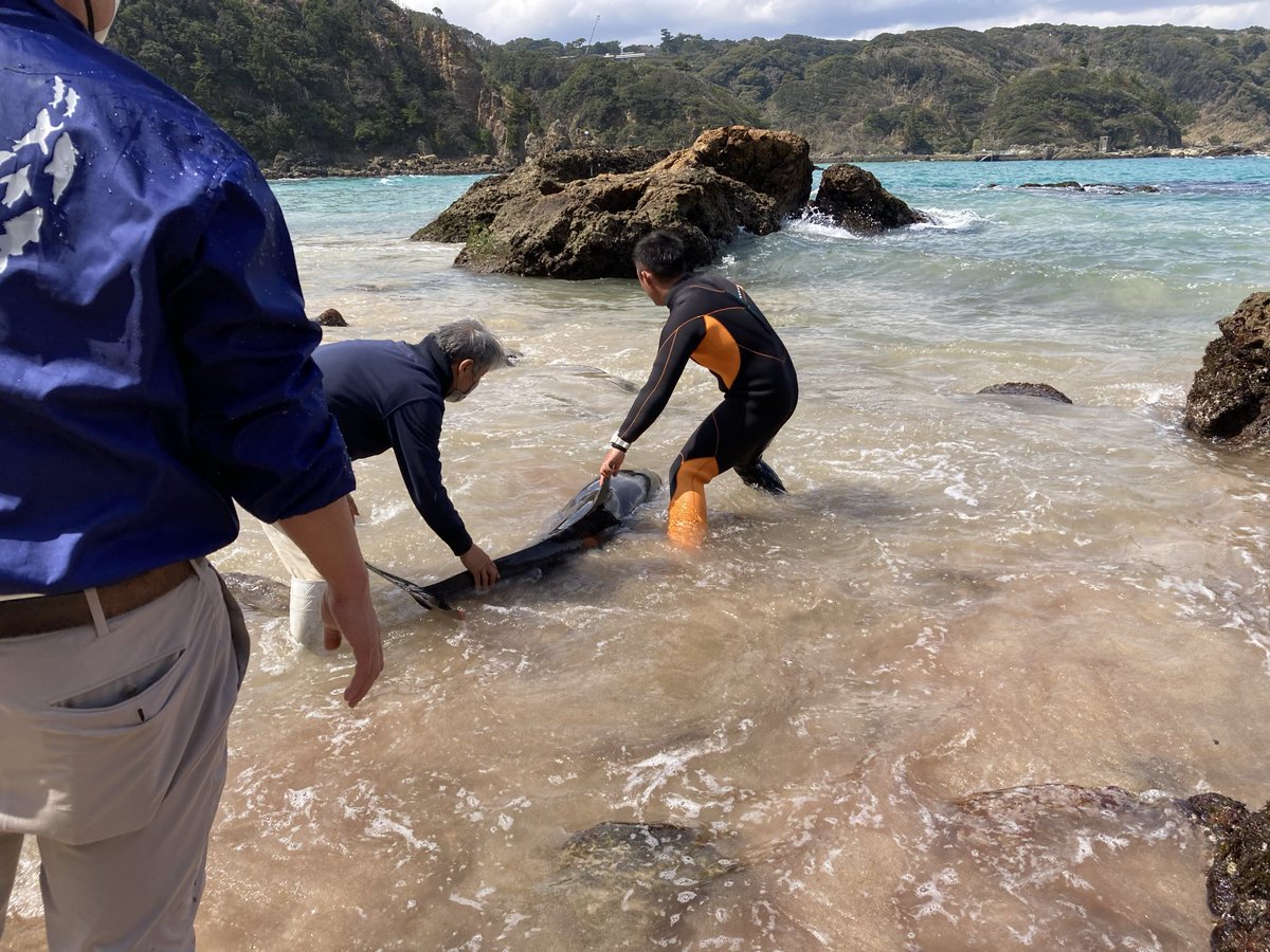 下田海中水族館 tweet media