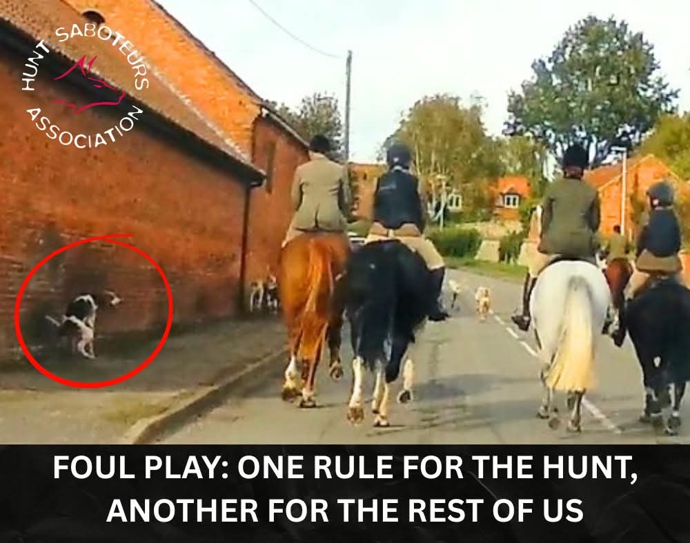 Hunt Saboteurs Association tweet media