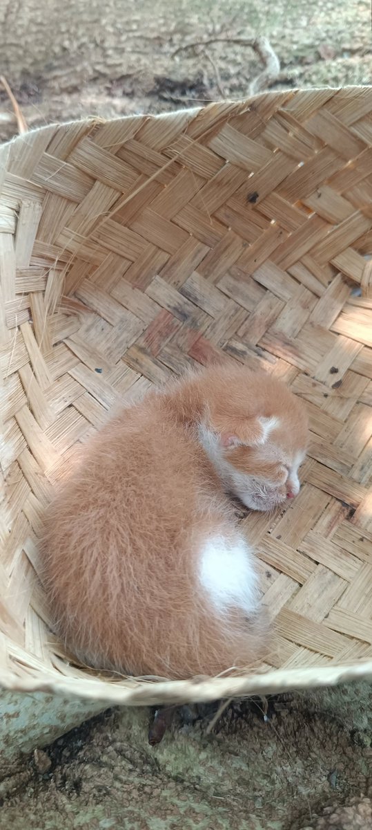 Werryson Wijaya tweet media