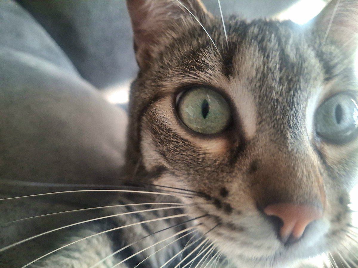 Patry 🐰 tweet media