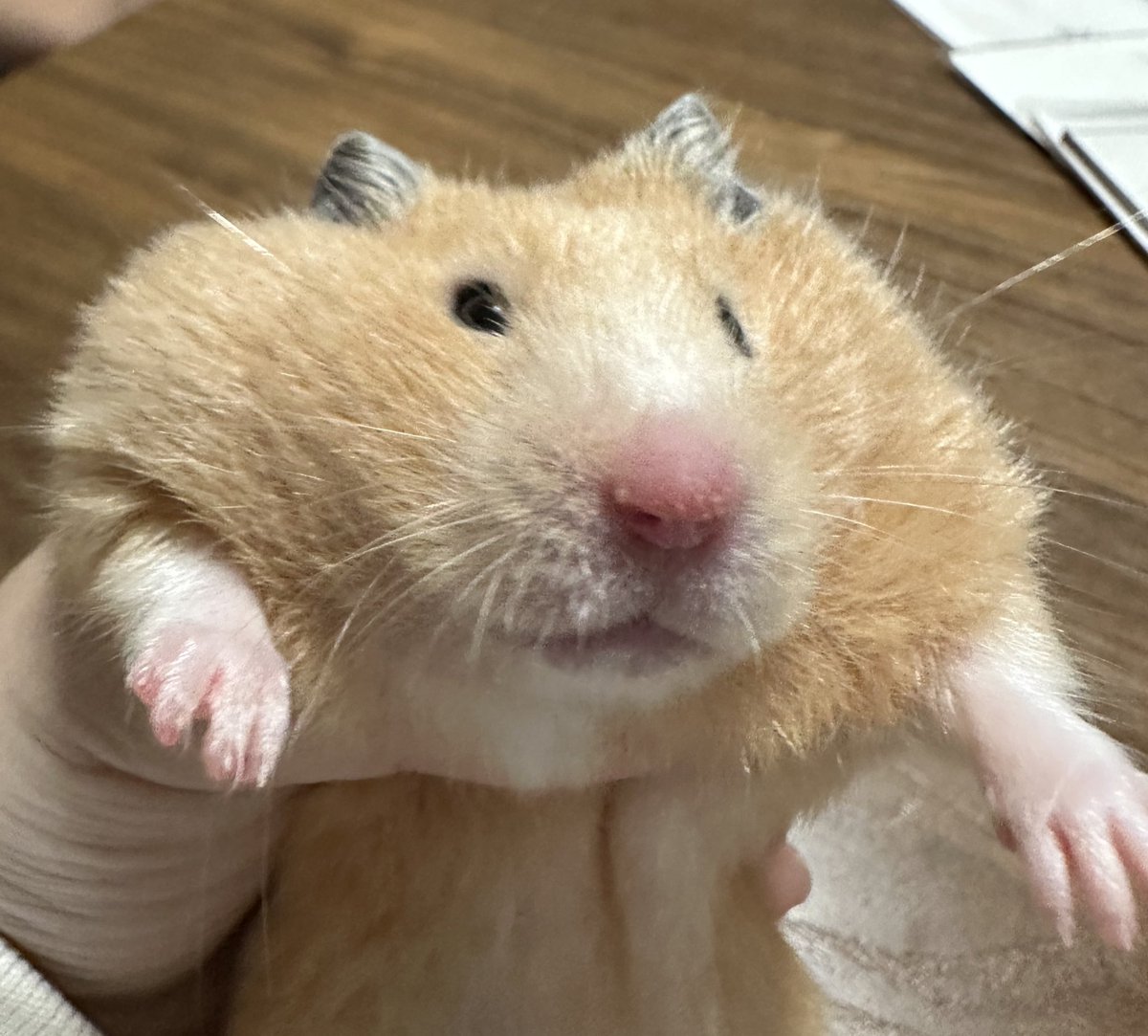 kae8867's tweet photo. 5匹のハムちゃんに最近、週に１回だけひまわりをあげる事にした。
2個だけにして、それなのにクマちゃんともふこさんは100をこえております。
エサの量はみんな同じなんだけどな😅
おやつも毎日じゃなく週に２回だけにしてるんだけど
基本はペレットにハムちゃんが食べても大丈夫な生野菜 https://t.co/OFxuuKkylx