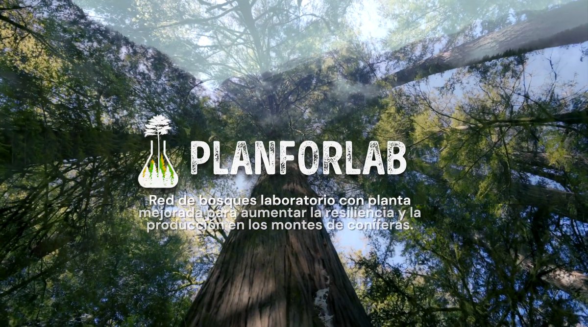 coniferas+ tweet media