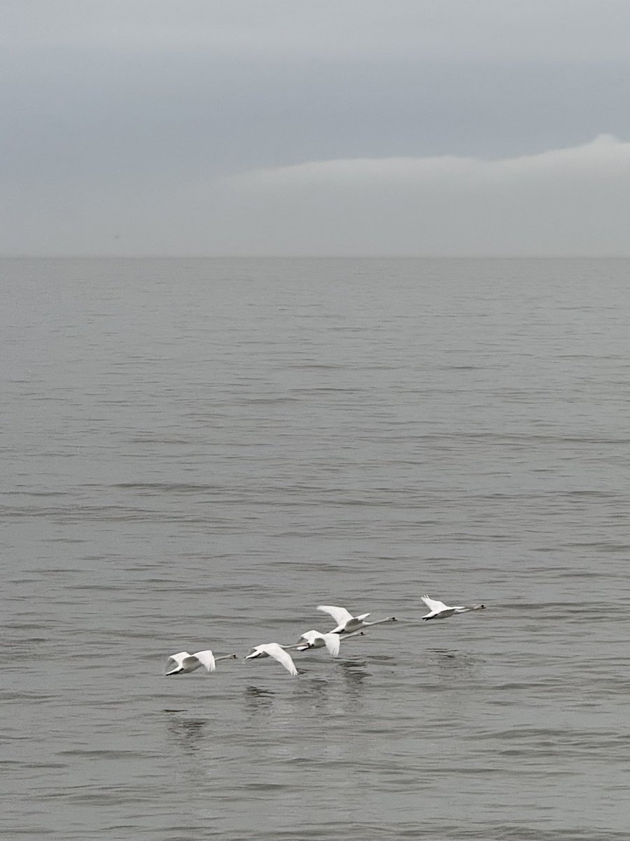MarcD_Weegem's tweet image. On the morning after St Patrick’s Day no less. ☘️☺️
.
#ireland #stormhour #ThePhotoHour #sunrise #wicklow #dogsofx #greystones #irelandsancienteast #KeepDiscovering