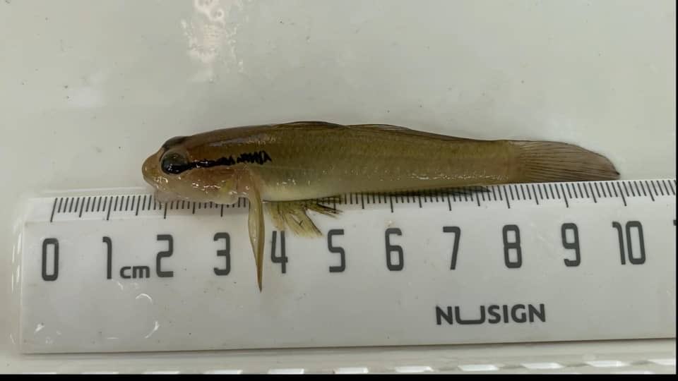 ギマ仙人 tweet media