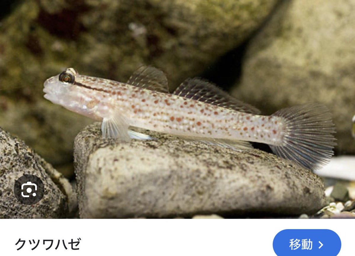 ギマ仙人 tweet media