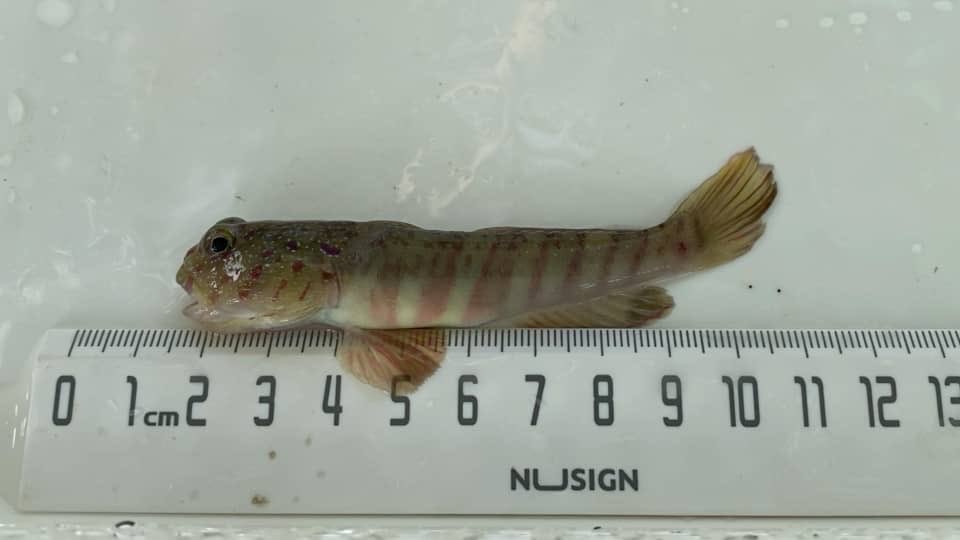 ギマ仙人 tweet media