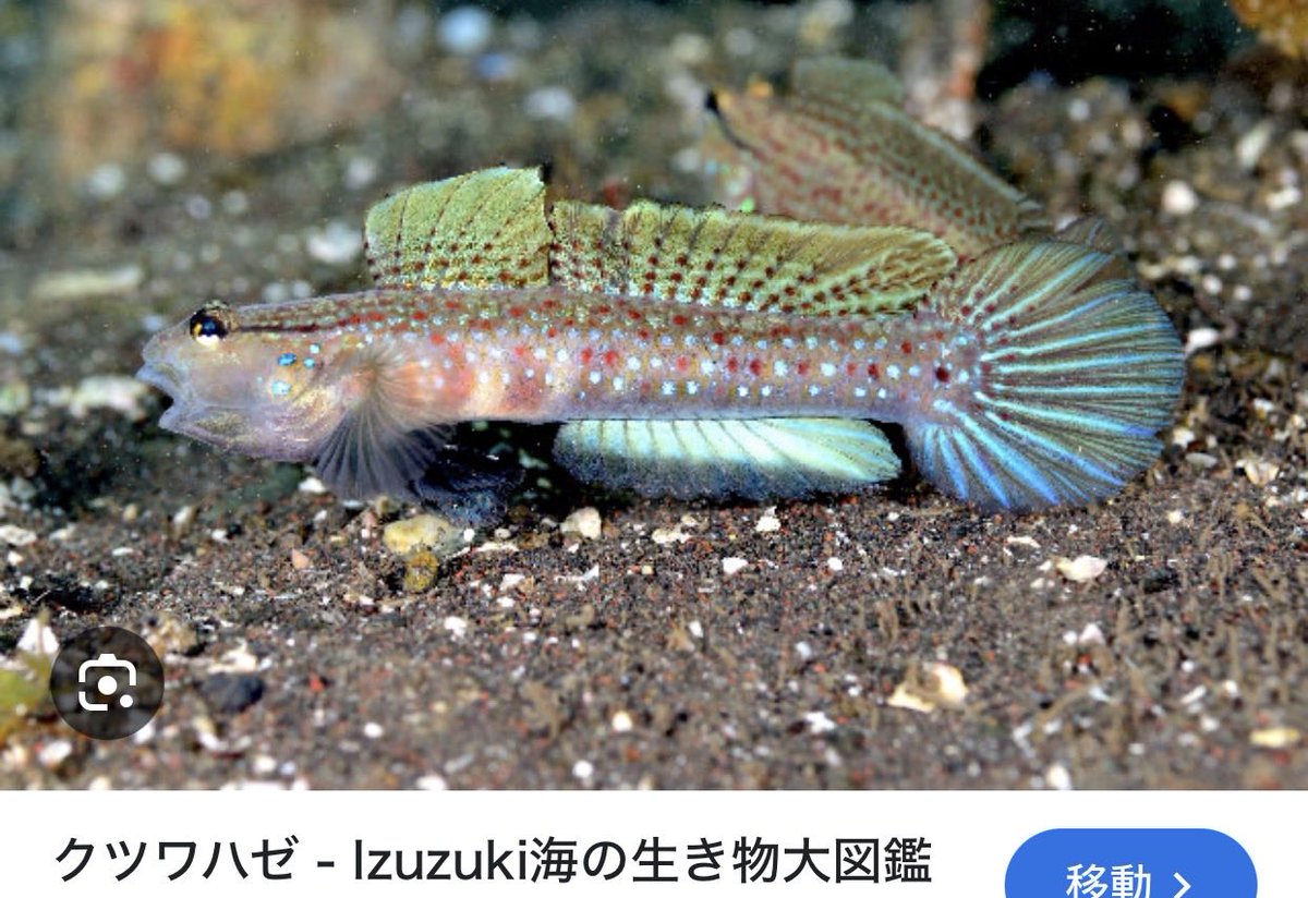 ギマ仙人 tweet media