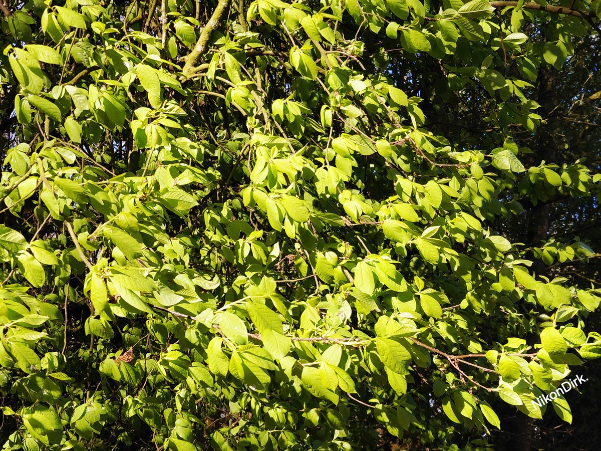 NikonDirk. tweet media