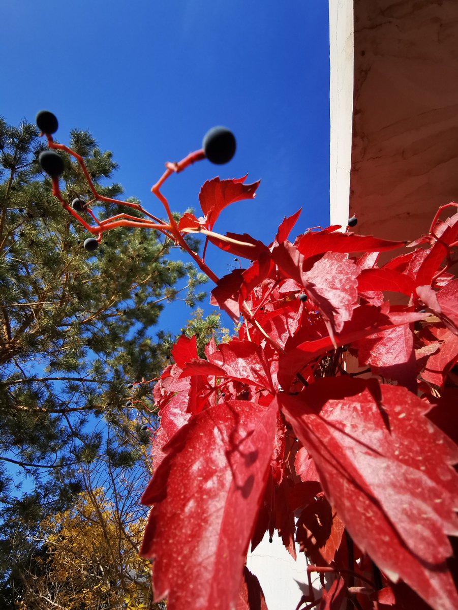 Razvan Tase tweet media