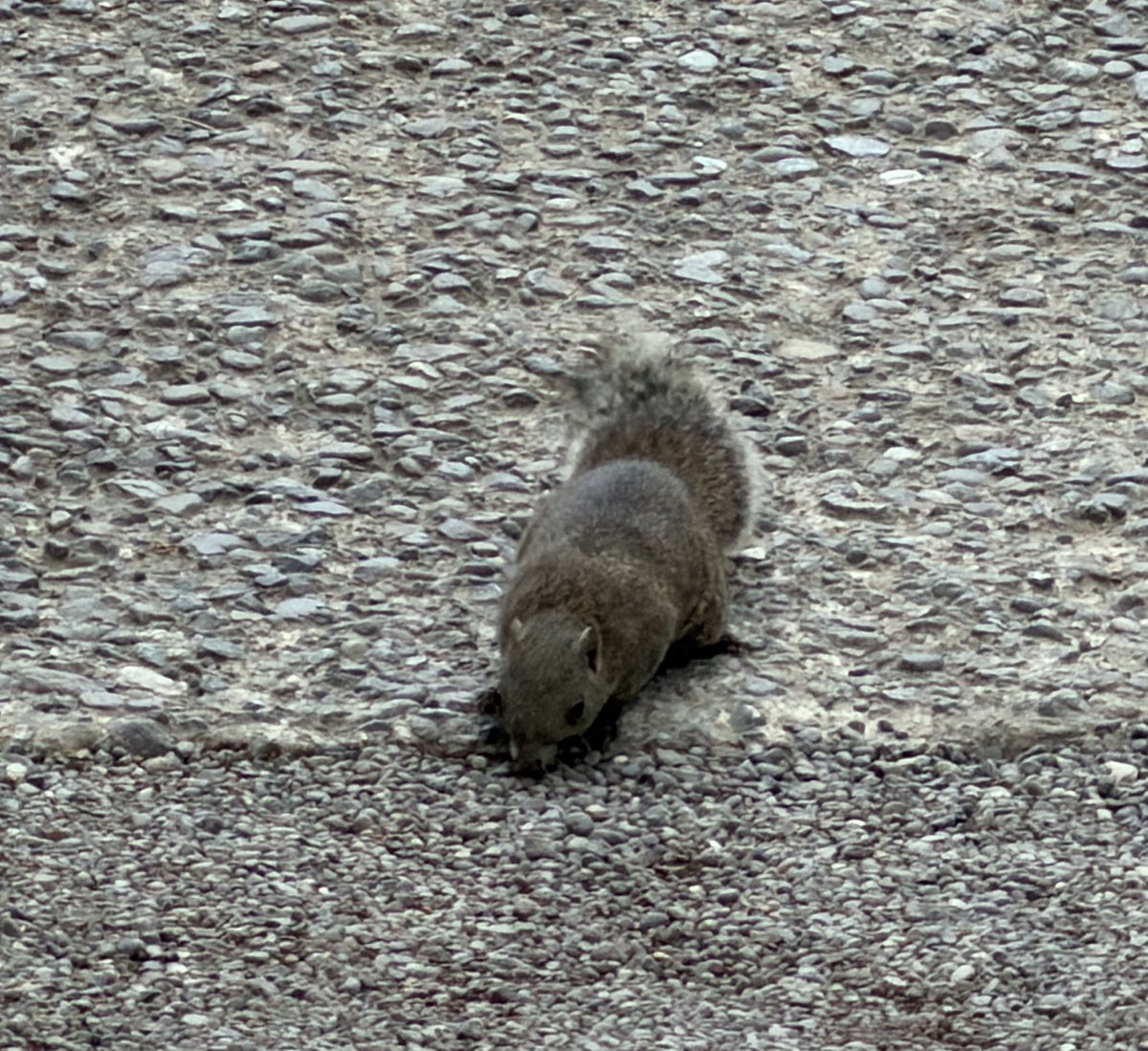 夏色まつり🏮1stアルバム受注開始！ tweet media